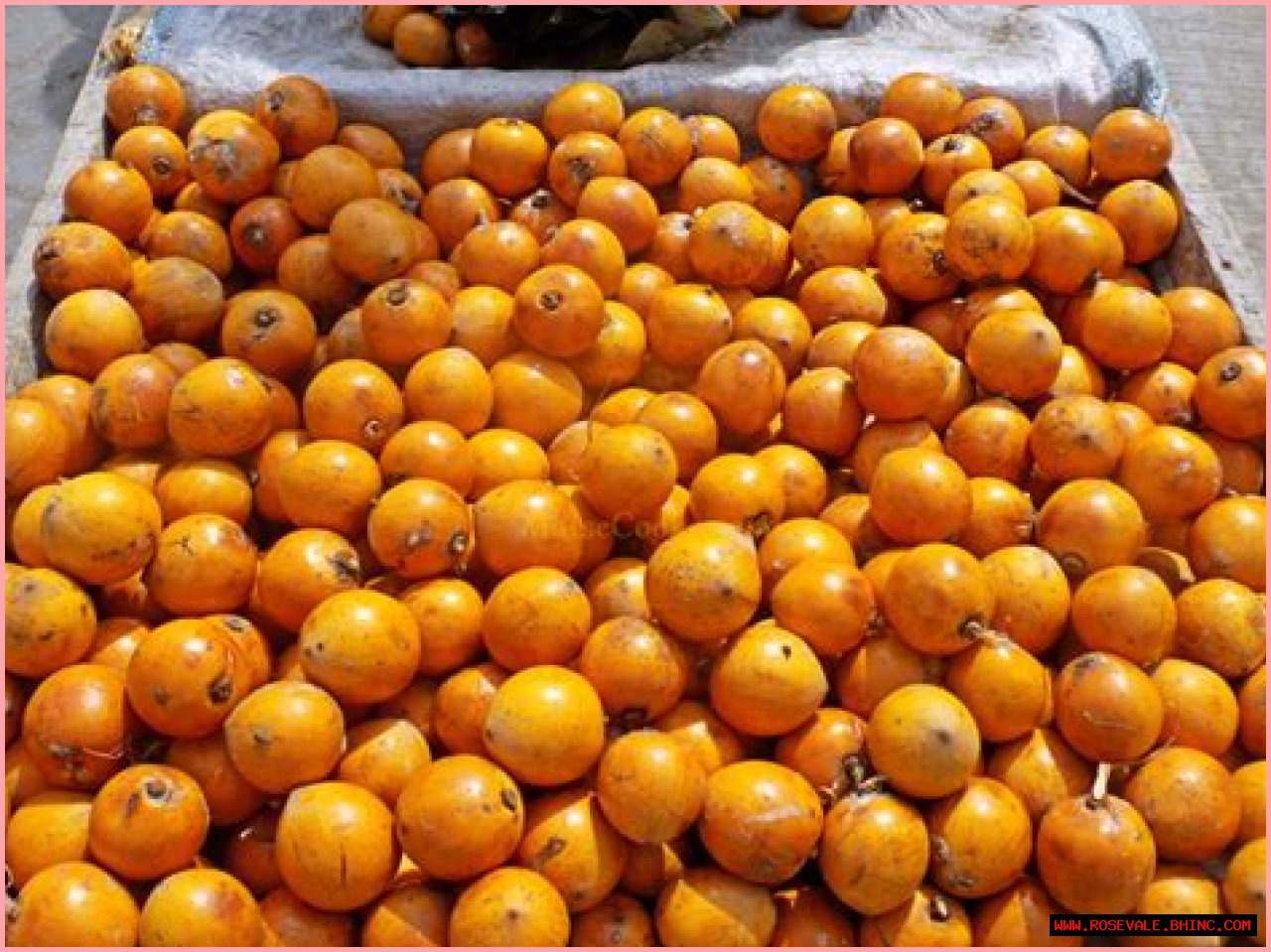 Discovering The Wonders Of Agbalumo Fruit: Nature's Hidden Gem