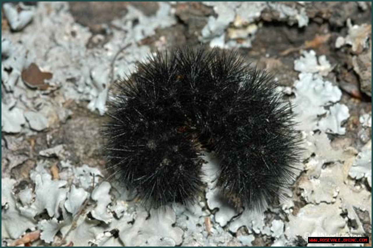 Giant Leopard Moth Caterpillar, Vol. 4, No. 32