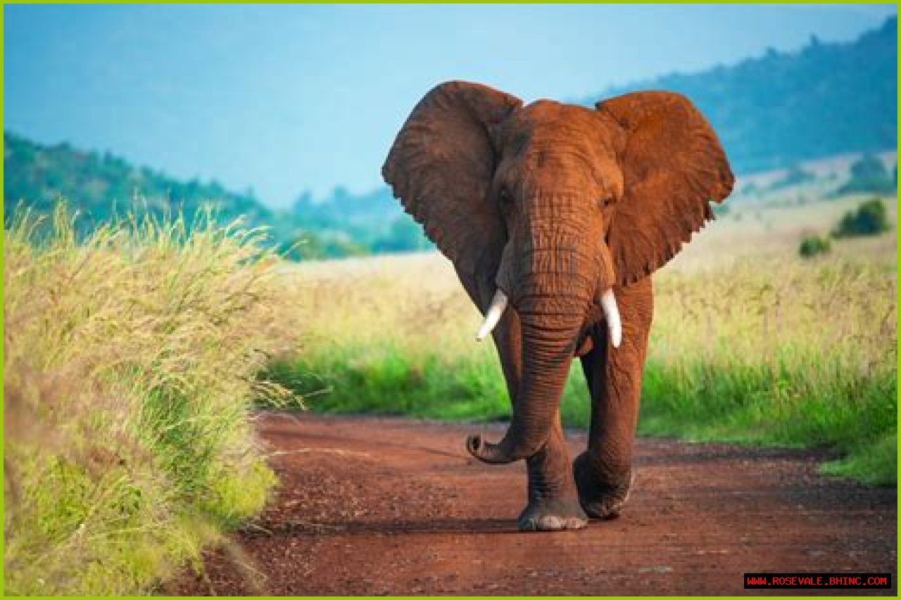 How Many Elephants Are Left in the World: A Vital Quest for Conservation