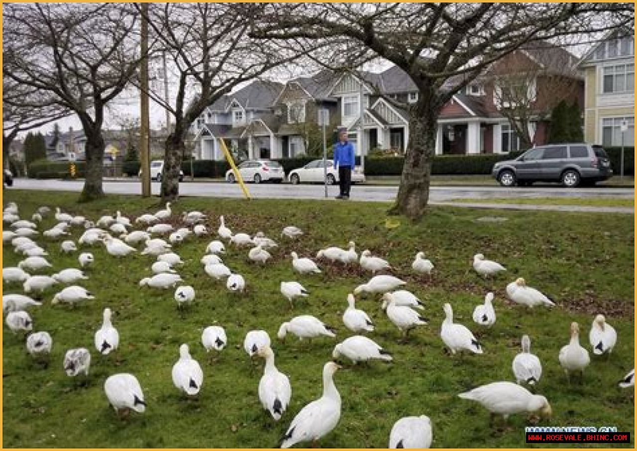 In pics: snow geese at Steveston Village in Richmond, Canada - Xinhua