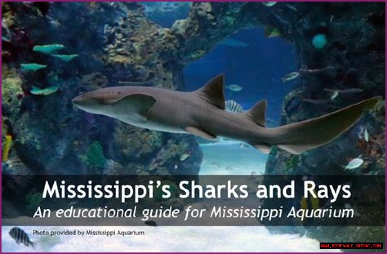 Mississippi’s Sharks and Rays | Mississippi State University Extension Service