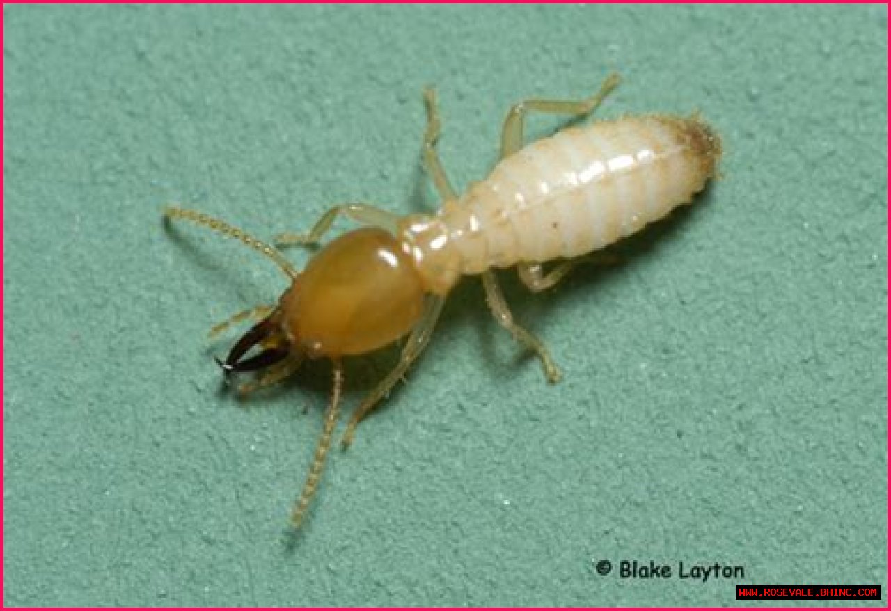 Termite Biology (eastern subterranean termites and Formosan termites)