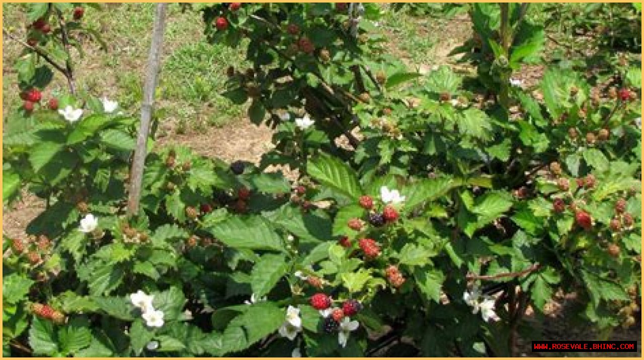 Tips for Planting Blackberries | Mississippi State University Extension Service